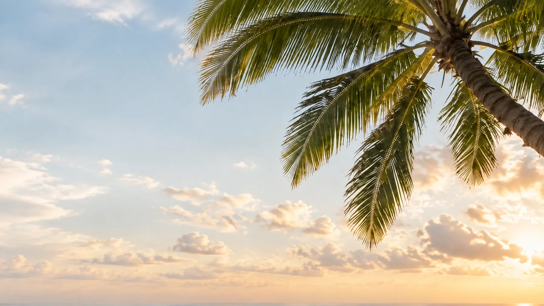 Palm fronds against a soft Florida sunset sky